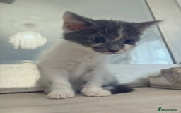 Russian Blue cats for sale: 2 blue and white long haired kittens  - Image 13
