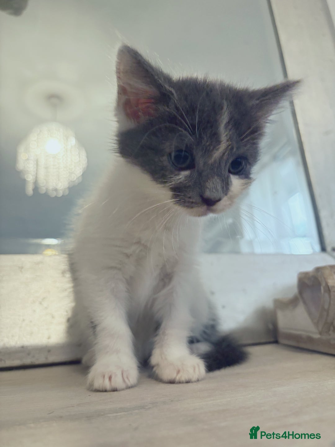 Russian Blue cats for sale: 2 blue and white long haired kittens  - Image 13