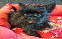 Yorkshire Terrier dogs for sale: Yorkshire Terrier puppies  - Image 23