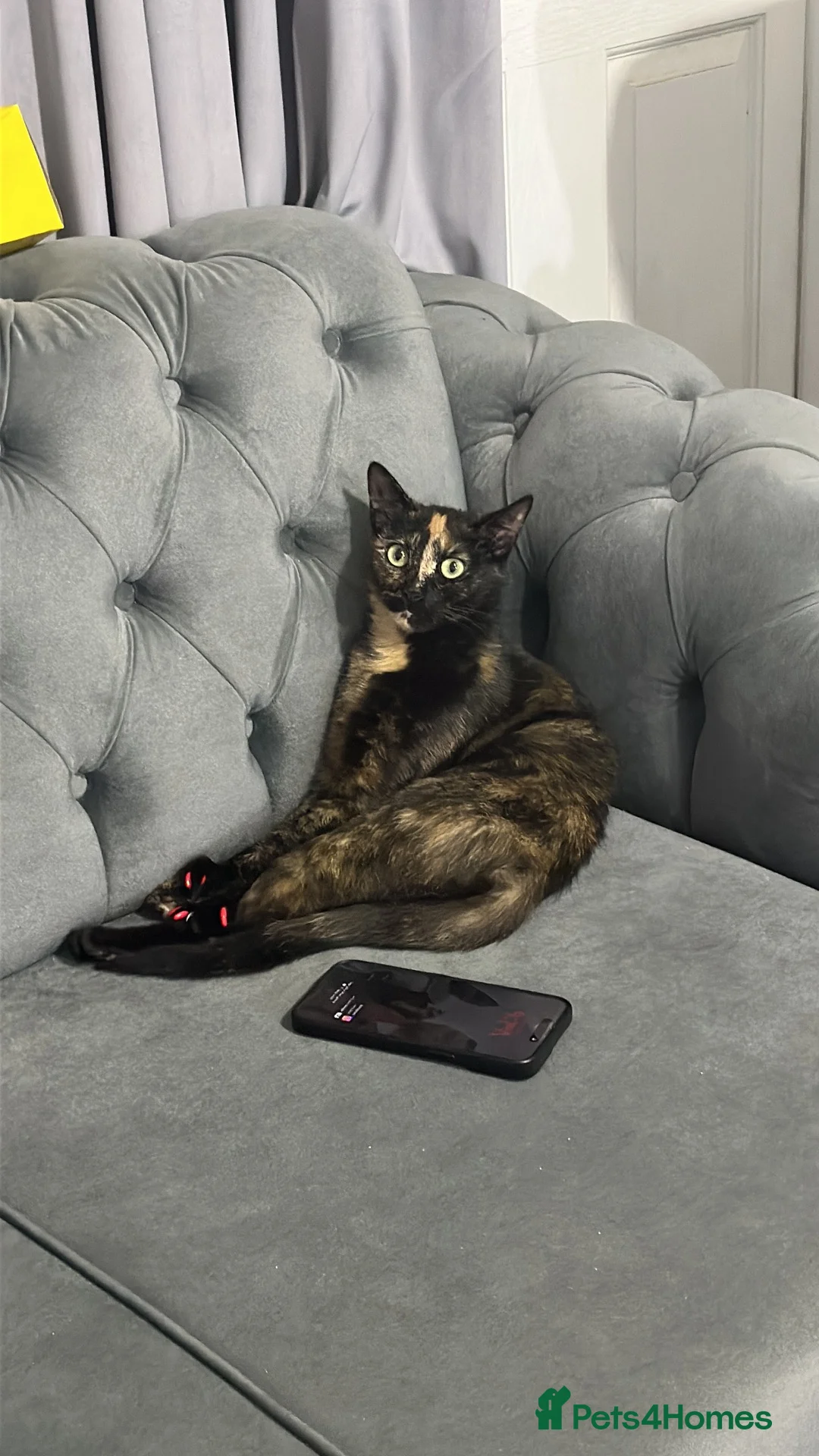 Mixed Breed cats for sale: Nutella is a female kitten  in Gateshead - Advert 2