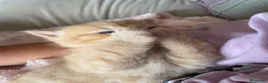 Mixed Breed 3