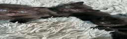 Mixed Breed cats for sale: 5 Kittens in Musselburgh - Advert 22
