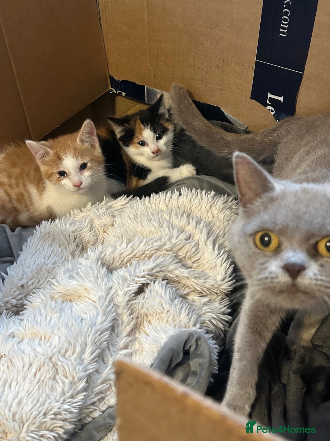 Mixed Breed cats for sale: Mixed breed British shorthair  - Image 6