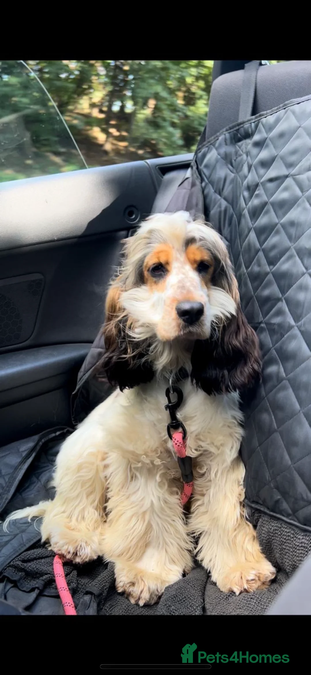 Cocker Spaniel dogs for sale: Litter due 28th Feb SHOW true to type  - Advert 2