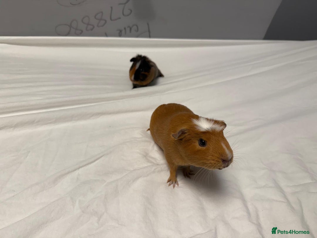 Guinea Pig rodents for sale: 2 MALES GUNEA PIGS WITH CAGE - Advert 8