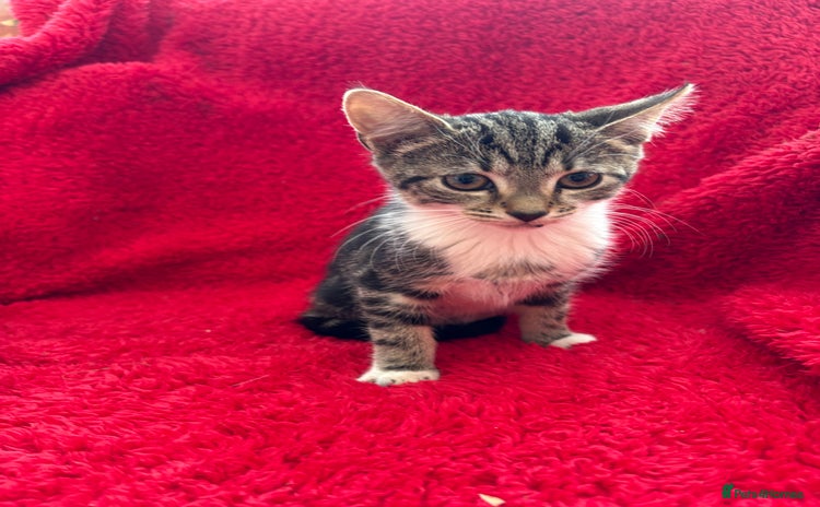 Mixed Breed cats - Advert 10