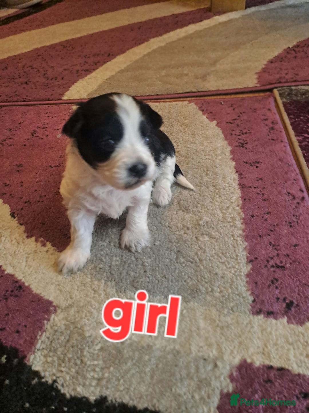 Bichon Frise dogs for sale: 4beautiful Bichon Frise puppies (3boys and 1 girl) - Image 19