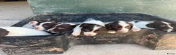 English Springer Spaniel dogs for sale: English Springer Spaniel Puppies - Advert 12
