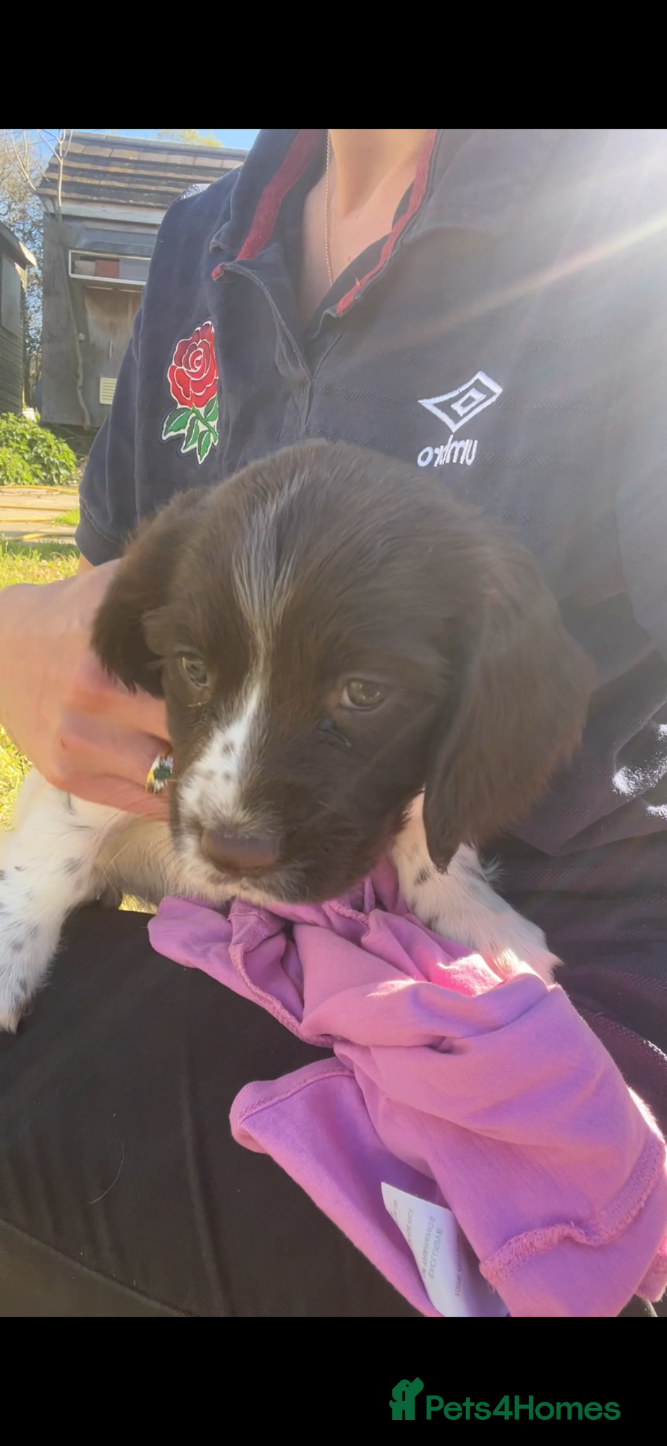 English Springer Spaniel dogs Traditional English Springer Spaniels left! - Advert 2