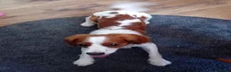 Mixed Breed dogs for sale: King charles spaniel  - Advert 7