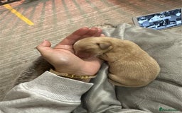 Labrador Retriever dogs for sale: Labrador Puppies Looking for Their Forever Homes!  - Image 16