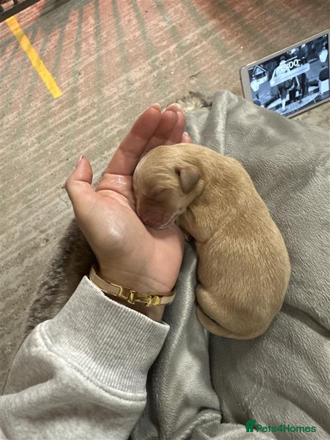 Labrador Retriever dogs for sale: Labrador Puppies Looking for Their Forever Homes!  - Image 16