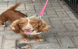 Cocker Spaniel dogs for sale: Cocker spaniels GIRLS  - Image 7