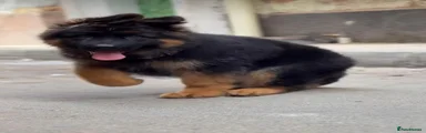 German Shepherd 2