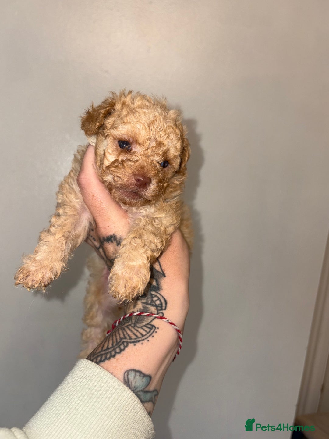 Shihpoo dogs for sale: Shihpoo - Image 5