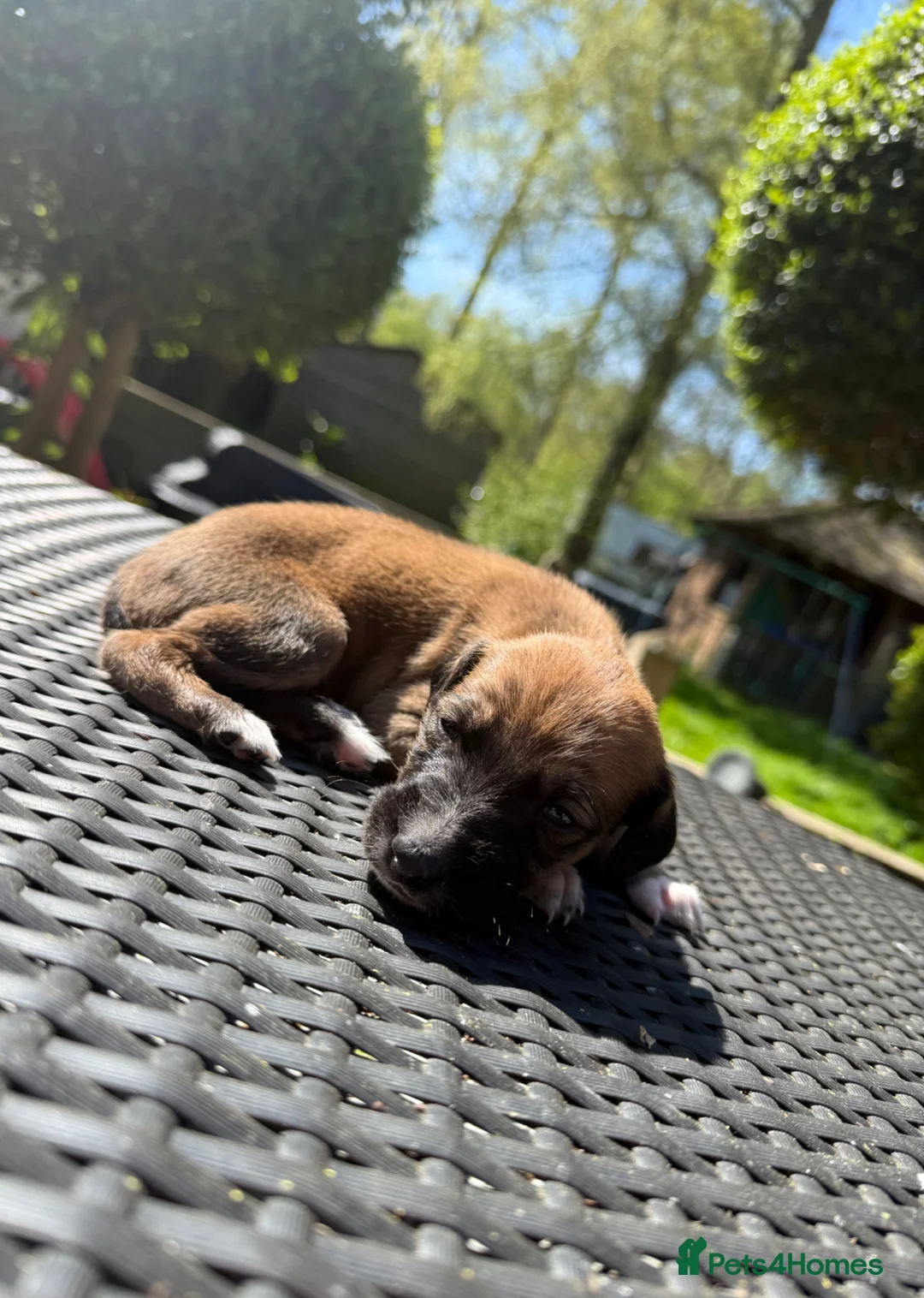 Mixed Breed dogs for sale: Wippet X puppies  in Ashford - Advert 1