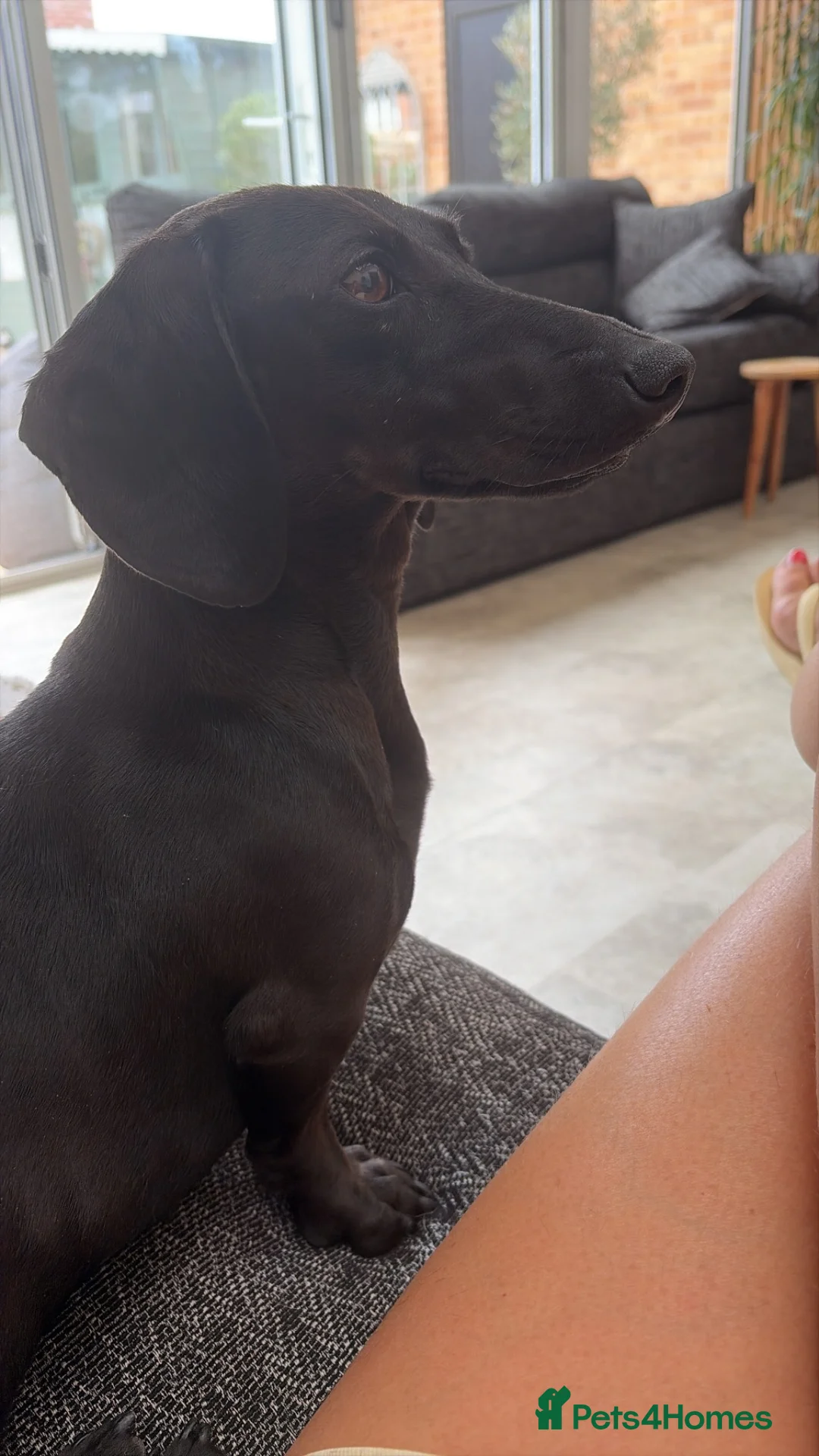 Miniature Dachshund dogs for sale: Solid black miniature dachshund female  - Advert 5