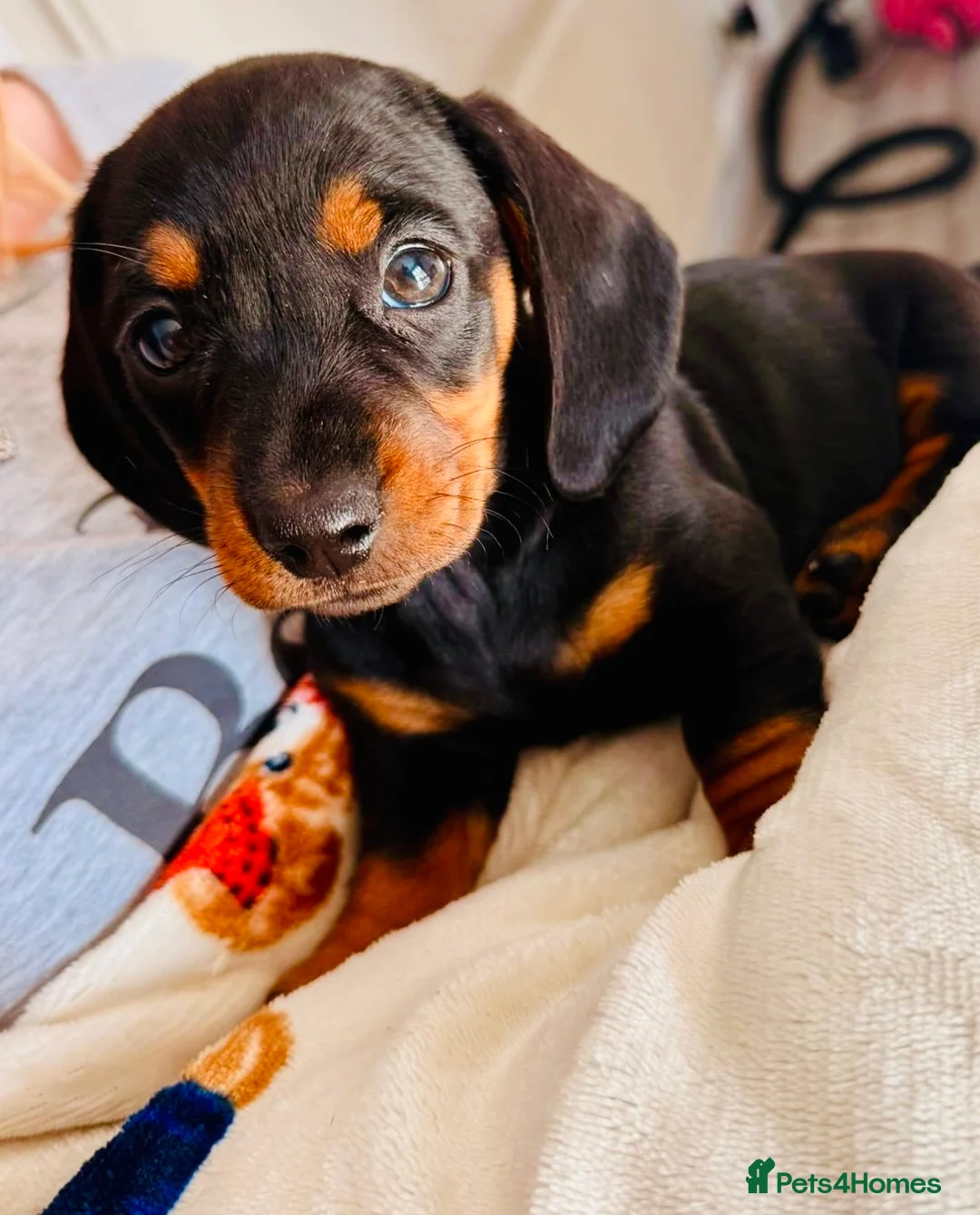 Miniature Dachshund dogs for sale: Miniature Dachshund puppies 🐶  - Advert 2