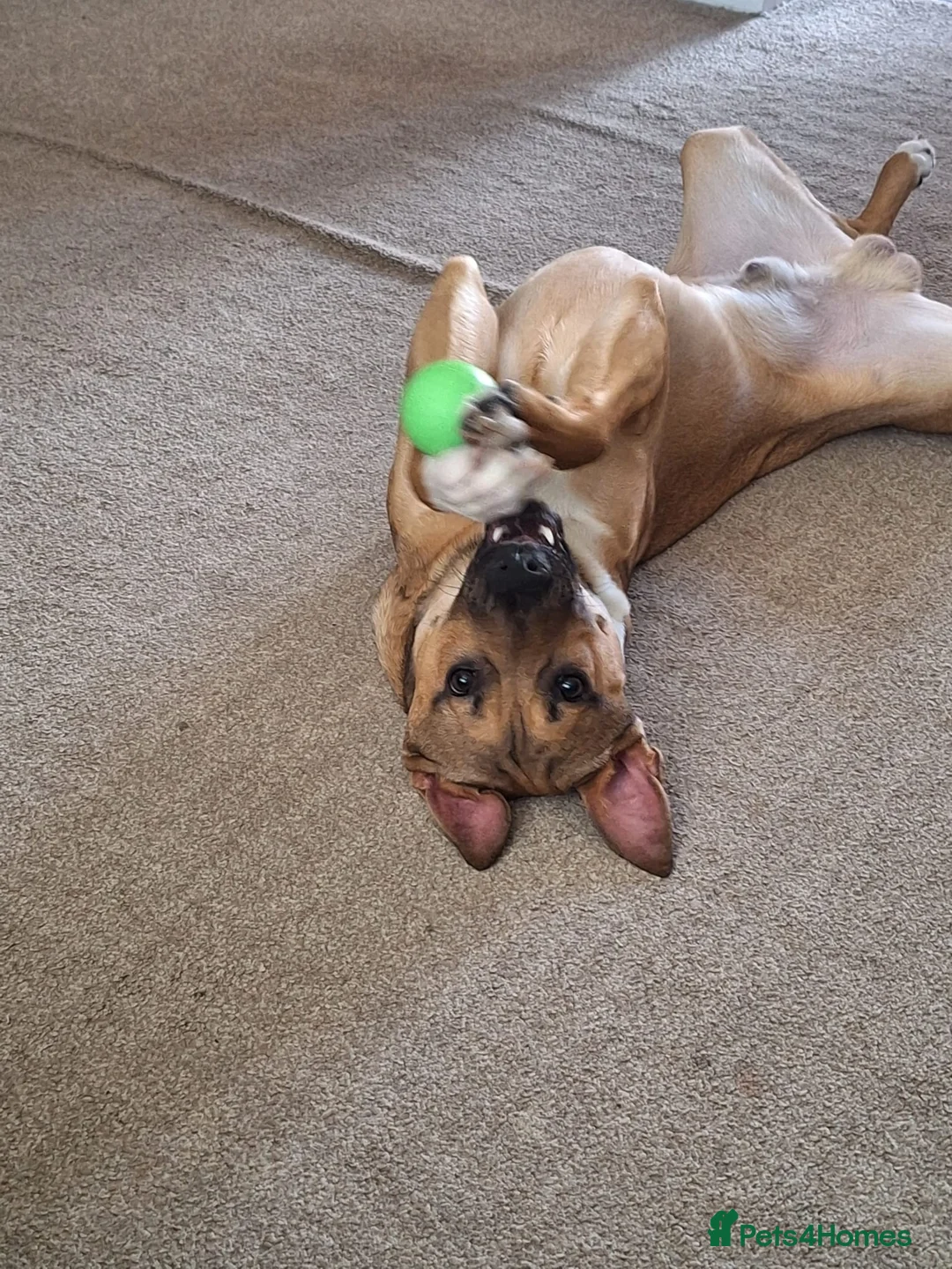 Mixed Breed dogs for sale: Ralph  - Advert 2