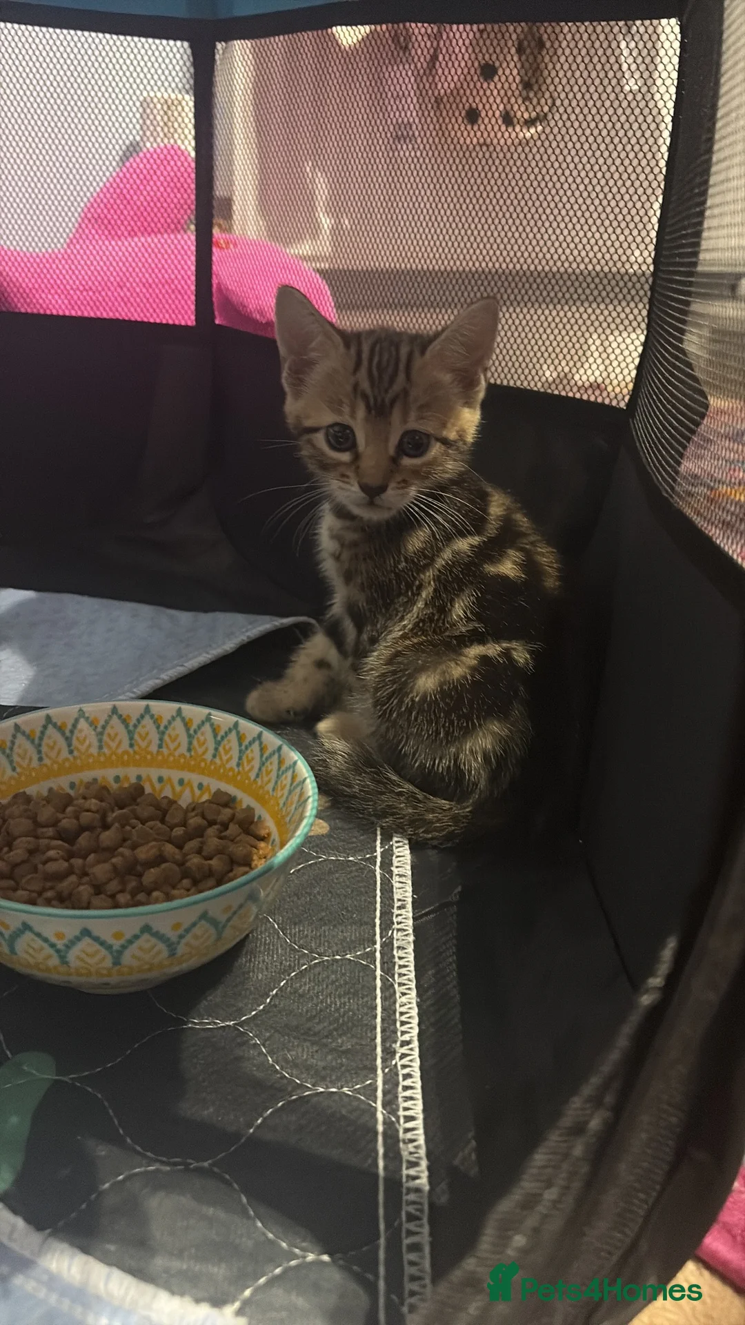 Mixed Breed cats for sale: Bengal cross Kittens – One Male & One Female - Advert 13