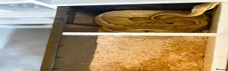 Python Snake reptiles for sale: Royal pythons  - Advert 33