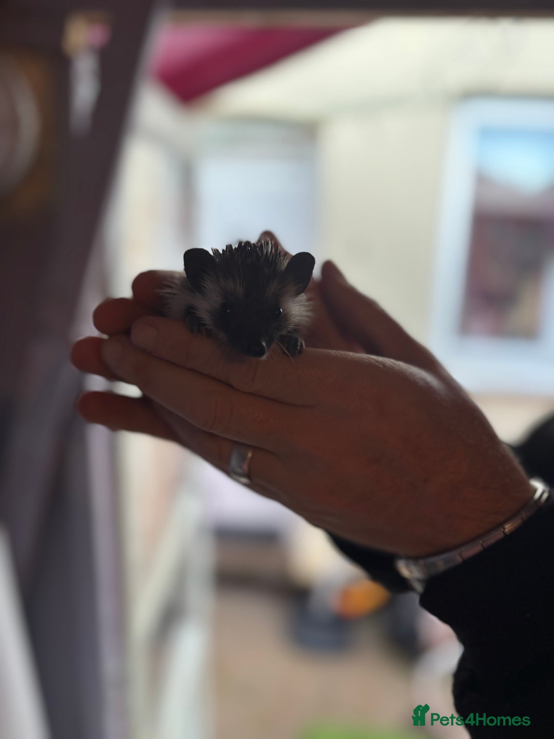 Pygmy Hedgehog rodents for sale: ***African black Pygmy hogs!*** - Image 1