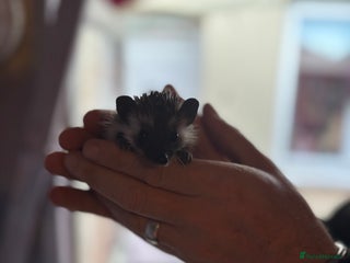 Pygmy Hedgehog rodents ***African black Pygmy hogs!*** - Advert 1