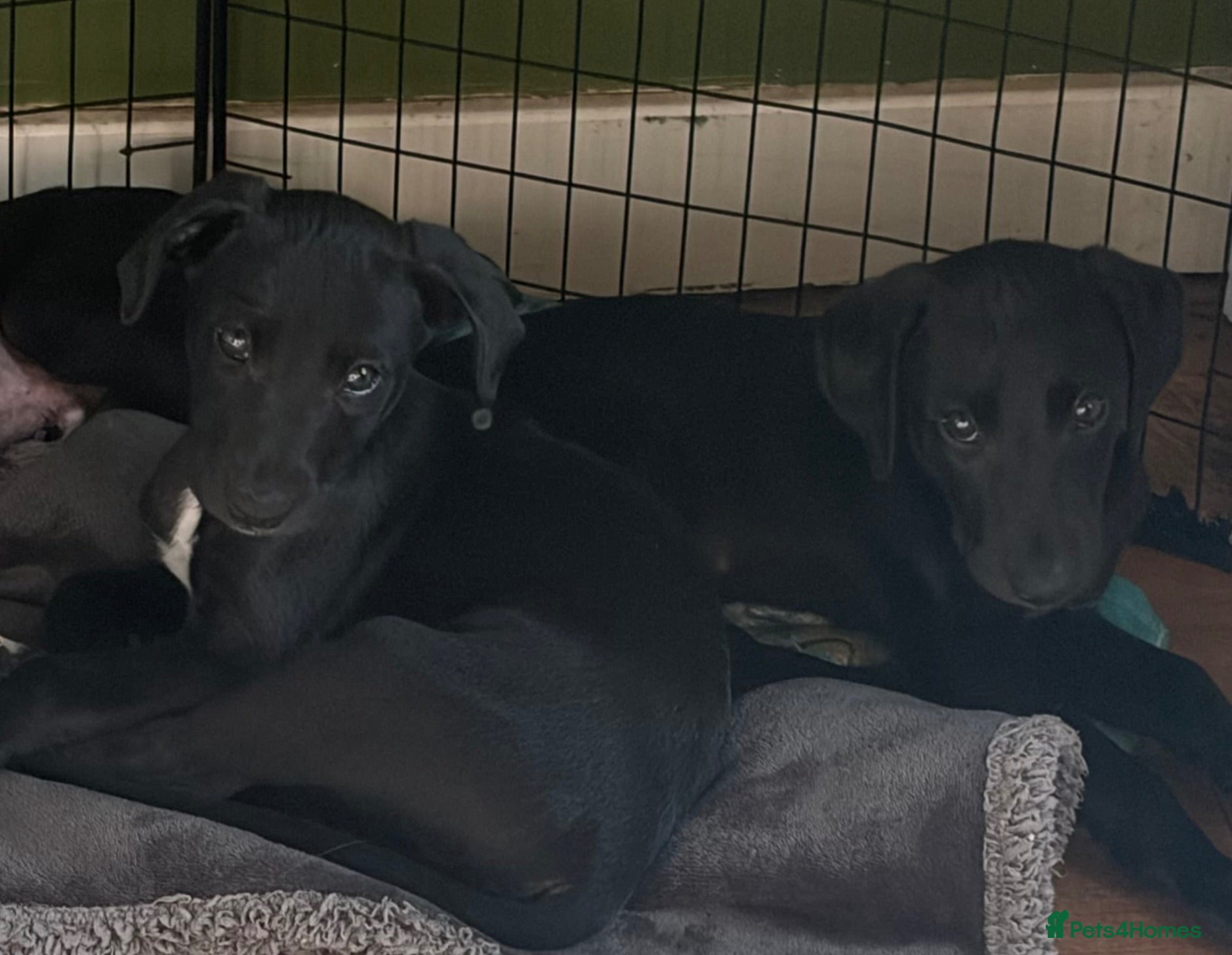Whippet dogs Two male whippet puppies  - Advert 4