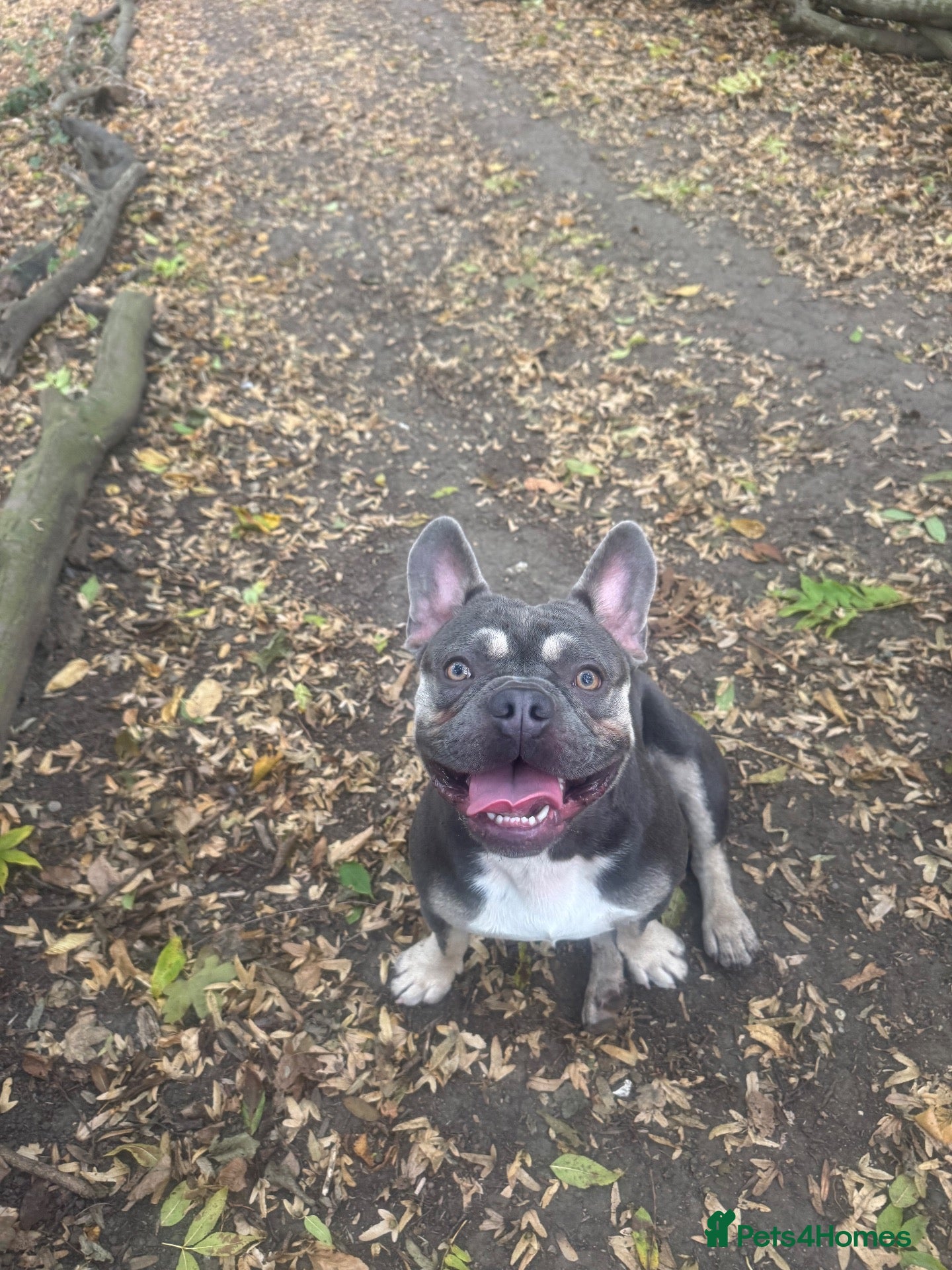 French Bulldog dogs PRINCE  - Advert 1