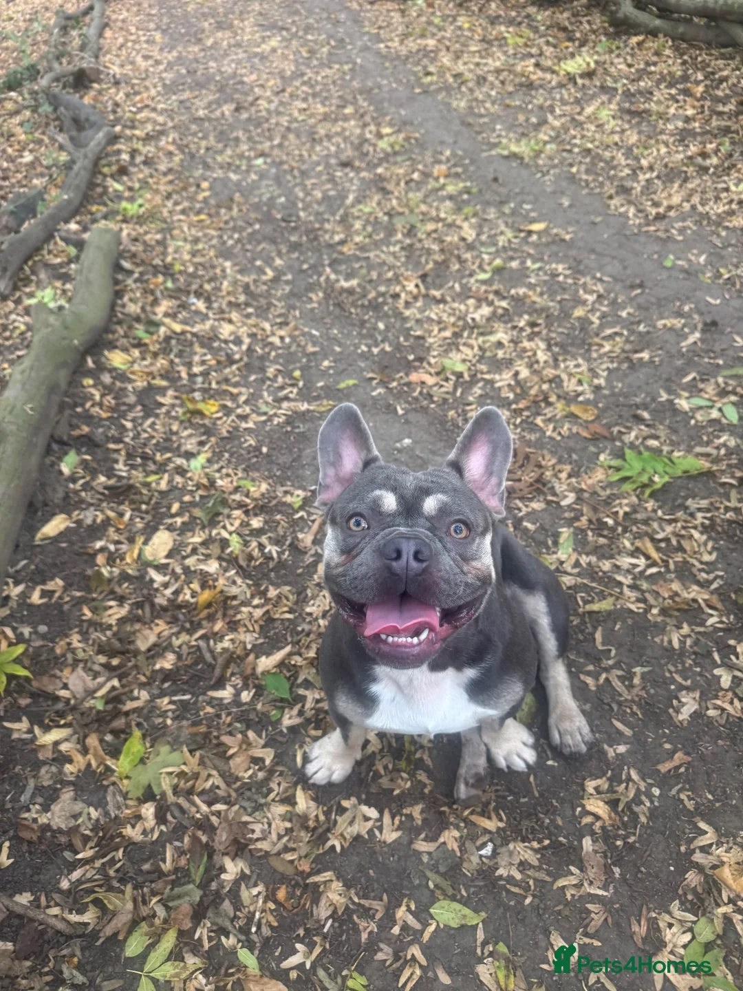 French Bulldog dogs for stud: PRINCE  - Advert 1