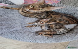 Bengal cats for sale: Pure Bengal kittens ❤️  - Image 16