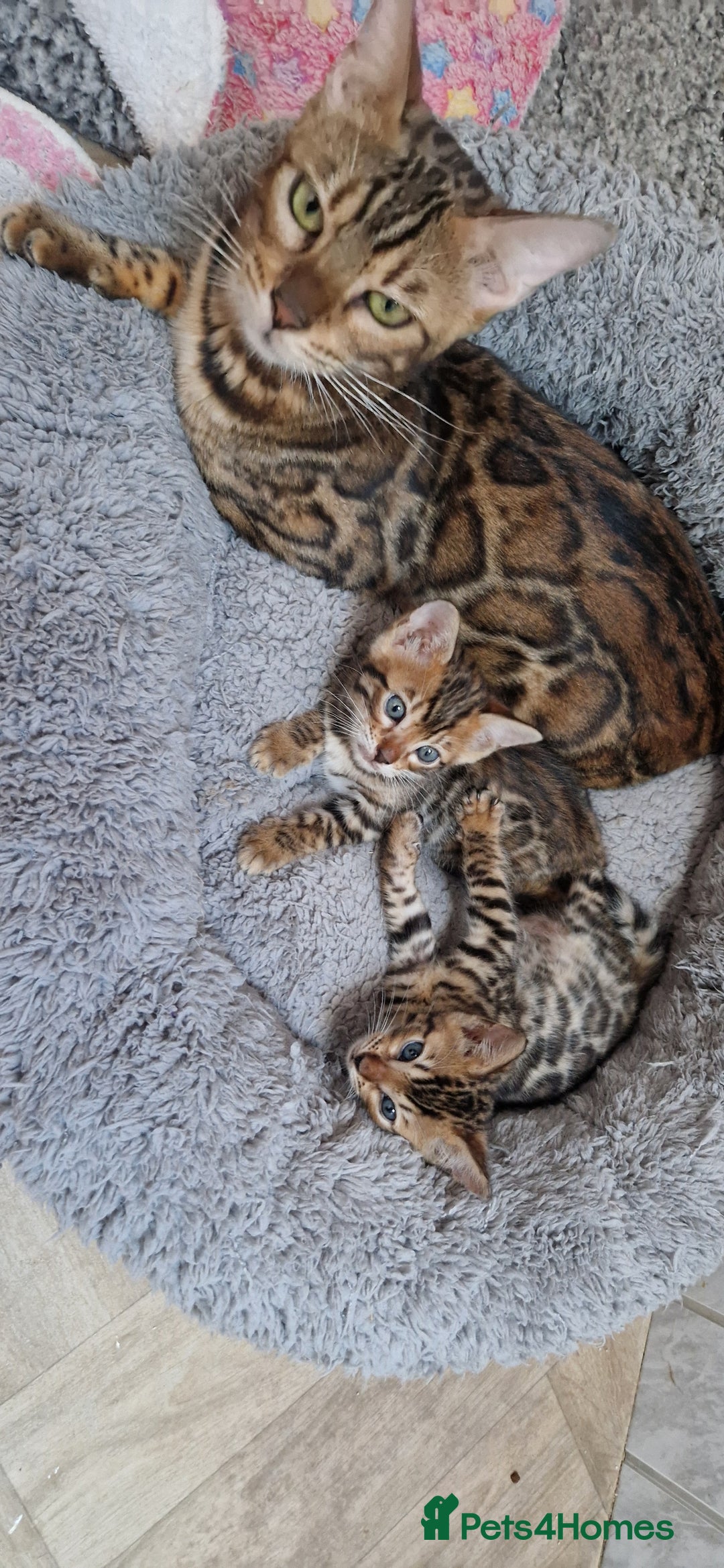Bengal cats for sale: Pure Bengal kittens ❤️  - Image 16