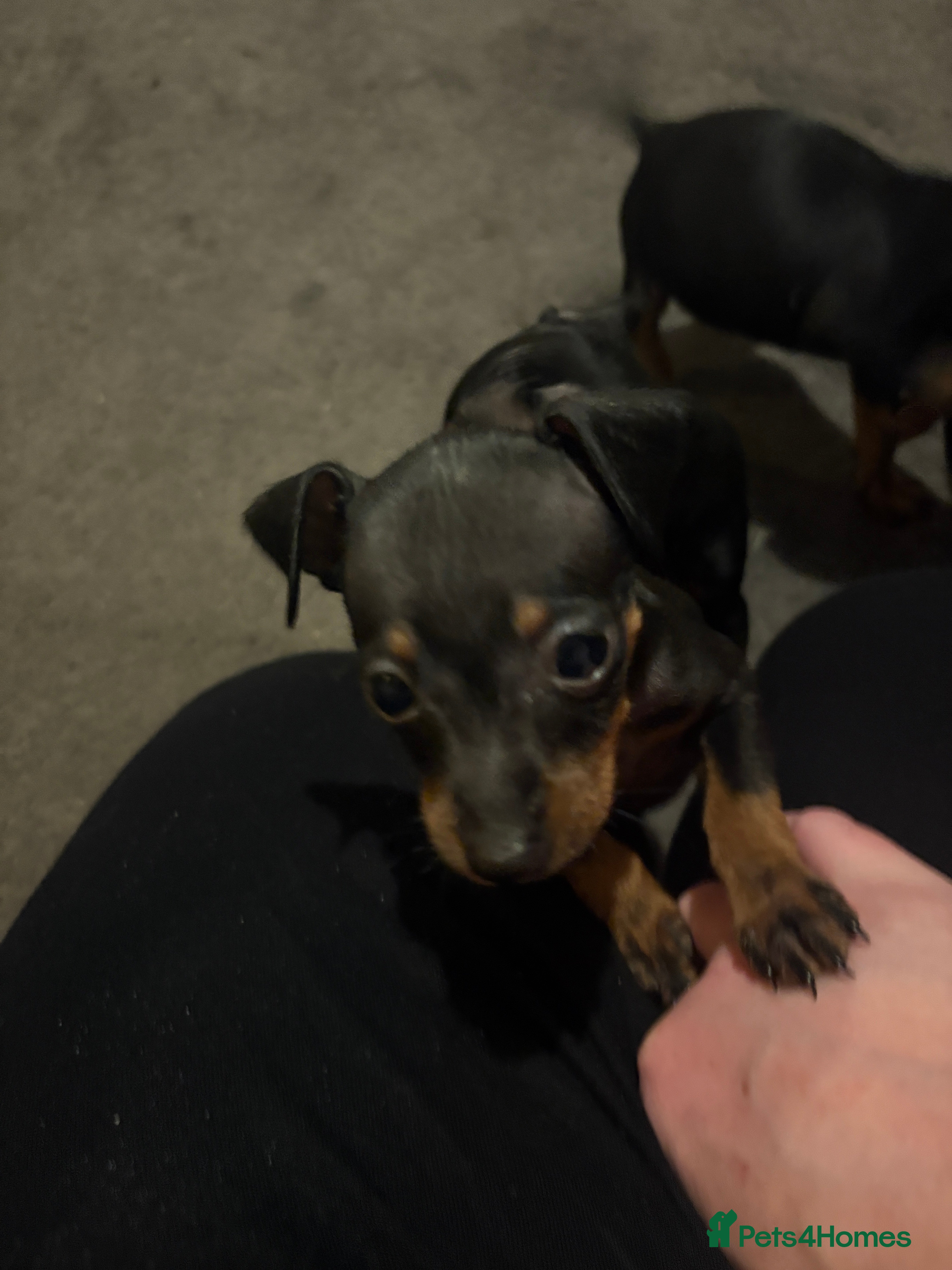Miniature Pinscher dogs READY NOW - Beautiful miniature Pinscher puppies  - Advert 3