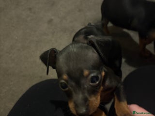 Miniature Pinscher dogs READY NOW - Beautiful miniature Pinscher puppies - Advert 3