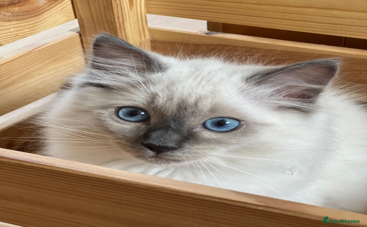 Ragdoll cats - Advert 5