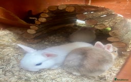 Mini Lion Lop rabbits for sale: Baby bunnies mini lion lops ready now  - Image 18