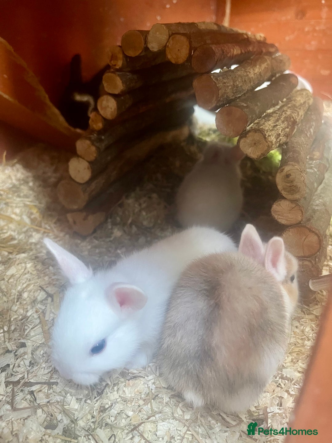 Mini Lion Lop rabbits for sale: Baby bunnies mini lion lops ready now  - Image 18