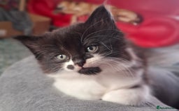 Mixed Breed cats for sale: Kittens for sale. Tuxedo, black and fluffy - Image 1