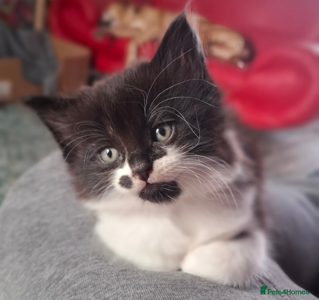 Mixed Breed cats for sale: Kittens for sale. Tuxedo, black and fluffy - Image 1