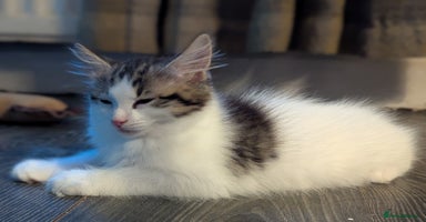 Maine Coon cats - Advert 3