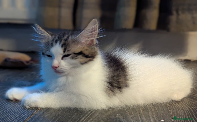 Maine Coon cats - Advert 13