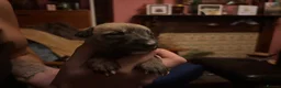 Lurcher dogs for sale: Indie & Murphy’s Love Story – The Next Chapter 🐾 - Advert 29