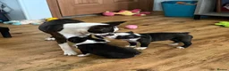 Boston Terrier dogs for sale: Perfect Purebred Boston terriers puppies - Advert 1