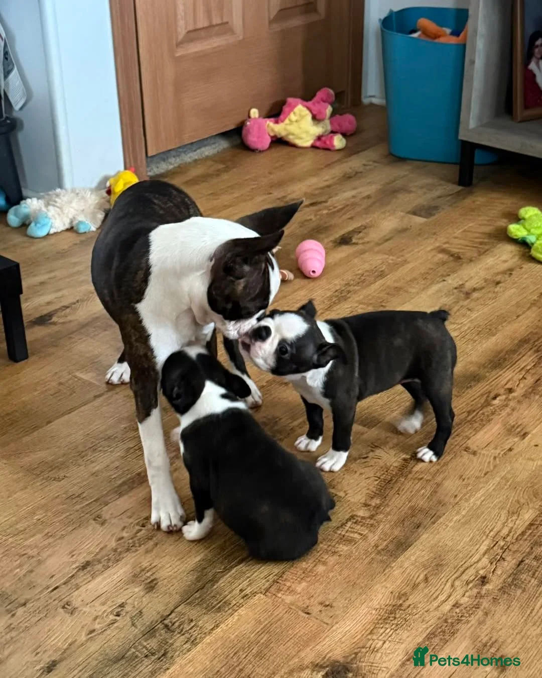 Boston Terrier dogs for sale: Perfect Purebred Boston terriers puppies - Advert 1