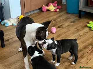 Boston Terrier dogs Perfect Purebred Boston terriers puppies - Advert 3