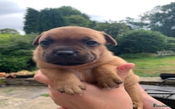 Staffordshire Bull Terrier dogs for sale: Stunning Red Staffy puppies KC top bloodlines - Image 10