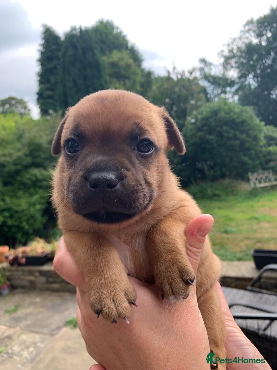 Staffordshire Bull Terrier dogs for sale: Stunning Red Staffy puppies KC top bloodlines - Image 10