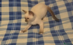 Snowshoe cats for sale: Rare Pedigree Snowshoe Kittens  - Image 18