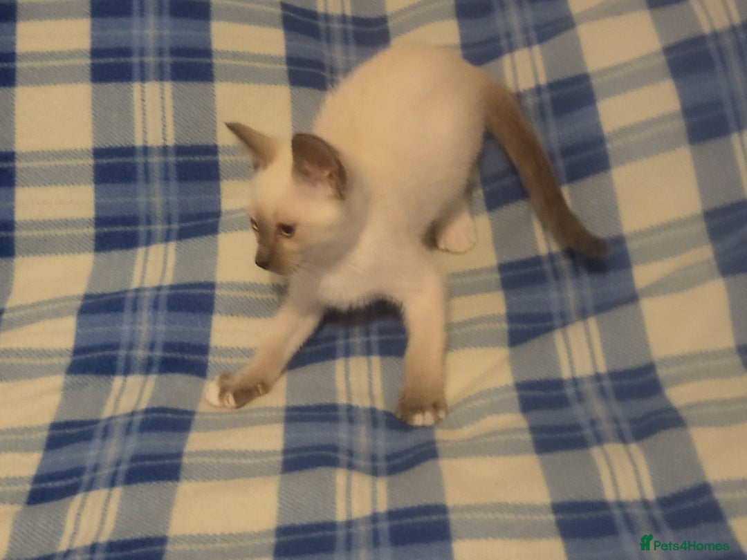 Snowshoe cats for sale: Rare Pedigree Snowshoe Kittens  - Image 18