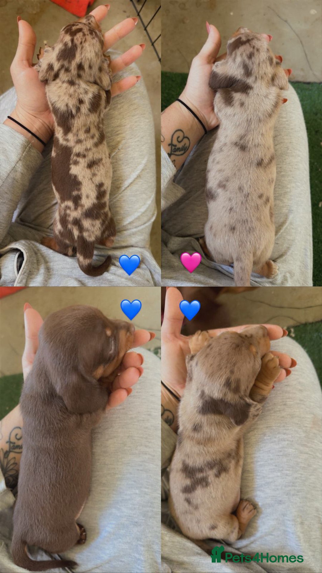 Miniature Dachshund dogs for sale: Perfectly sized miniature dachshunds. - Image 3